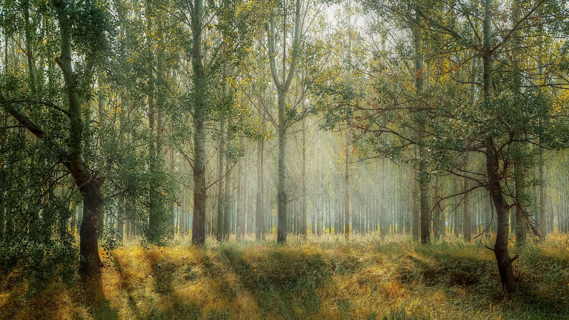 Bannière du site, image de forêt